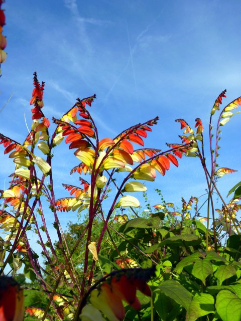 Ipomoea lobata 'Jungle Queen' fleur